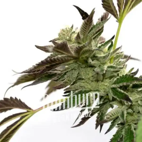 Cannabispflanze der Sorte Blueberry x Jack Herer AUTO in Nahaufnahme