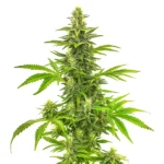 Bruce Banner Fast Version Cannabispflanze mit dichten Buds und schnellem Blütezyklus für effizienten Anbau.