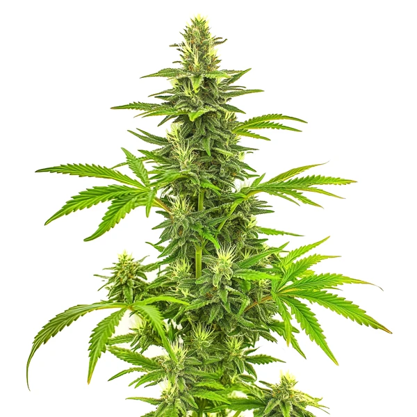 Bruce Banner Fast Version Cannabispflanze mit dichten Buds und schnellem Blütezyklus für effizienten Anbau.