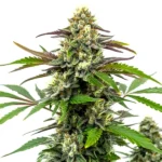 Bubble Gum Sherb Cannabispflanze mit violett-grünen Blättern und süßlich duftenden, harzigen Blüten.