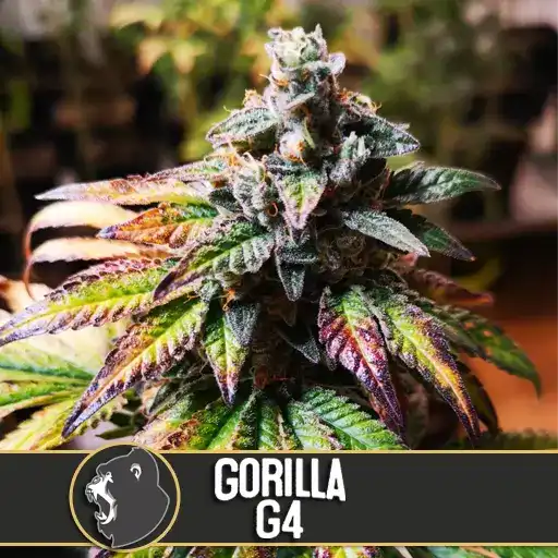 Gorilla Glue Marihuana-Samen.