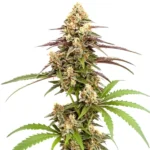 Rainbow Chip F2 Regular Cannabispflanze mit farbenfrohen Blüten und süß-würzigem Terpenprofil.