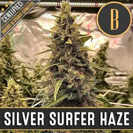 Silver Surfer Haze, eine ausladende Cannabispflanze mit dichten, kräftigen Blütenständen und großen, robusten Blättern.