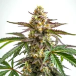 White Truffle Cannabispflanze mit violett-grünen Blättern und frostbedeckten, aromatischen Blüten.
