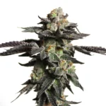 Zombie Death Fuck Cannabispflanze mit dunklen, harzreichen Buds und intensivem, würzigem Aroma.