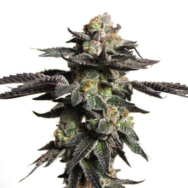 Zombie Death Fuck Cannabispflanze mit dunklen, harzreichen Buds und intensivem, würzigem Aroma.