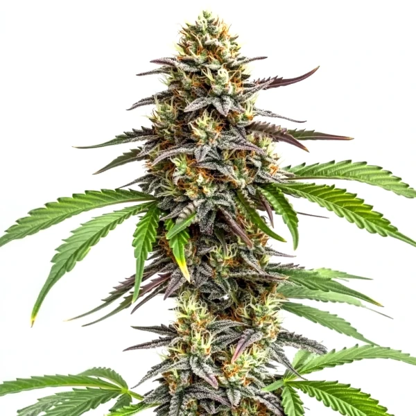 Zookies Cannabispflanze mit frostbedeckten Blüten, lila Highlights und cremig-würzigem Aroma.