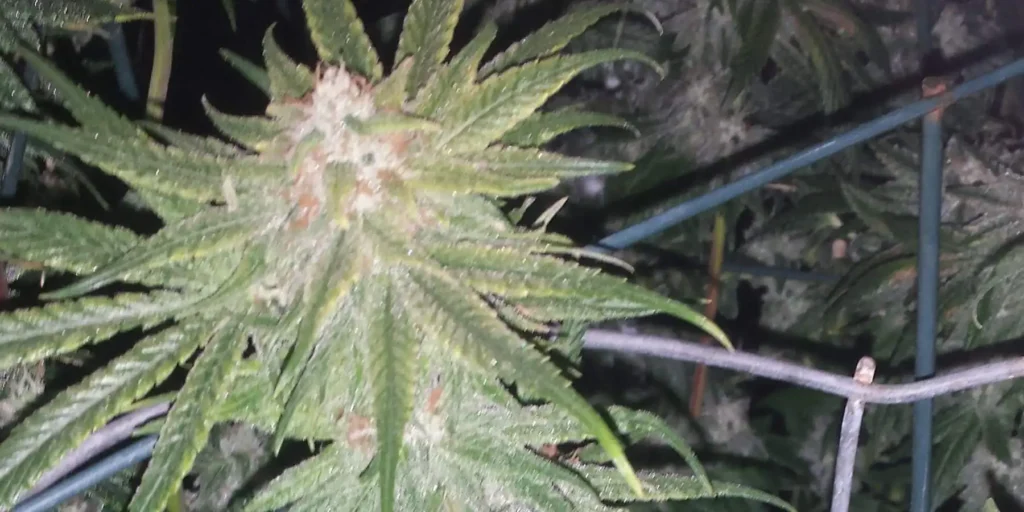 How To Grow Purple Gorilla Glue