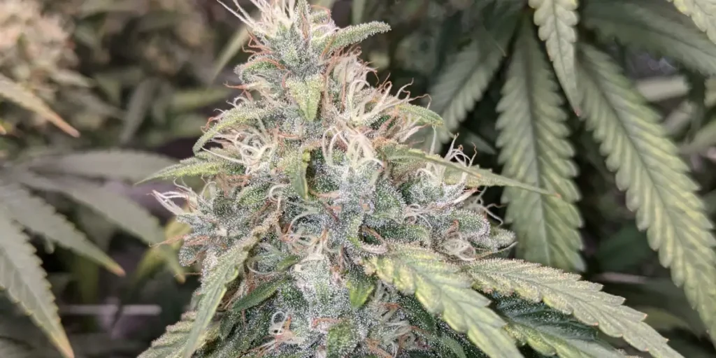 Wie man Gorilla Glue 4 Strain Samen anbaut