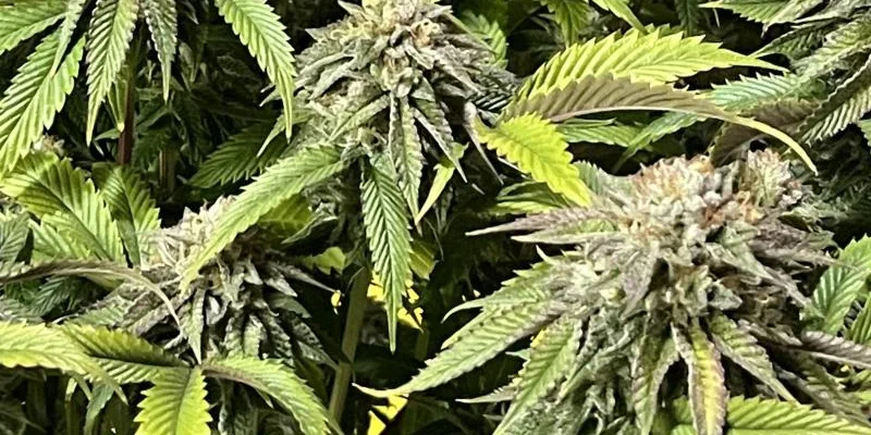 Wie man Khalifa Kush strain anbaut