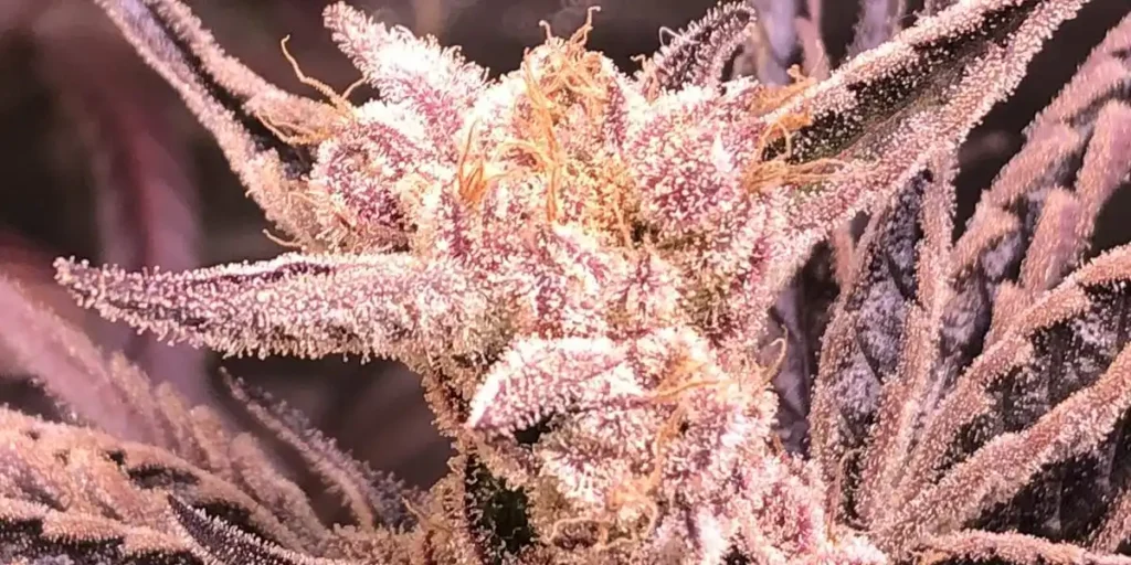 Wie man Purple Haze Seeds anbaut