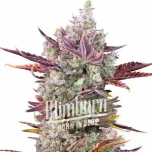 Cannabis-Blüte mit dichten Trichomen und bunten Blättern, mit dem Logo "Blimburn".