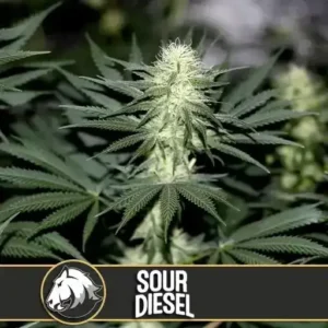 Cannabispflanze der Sorte Sour Diesel mit markanten Blüten und Blättern.