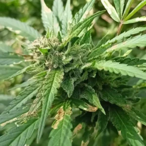 Cannabis-Blüte in der Wachstumsphase, umgeben von schmalen, gezackten Blättern.