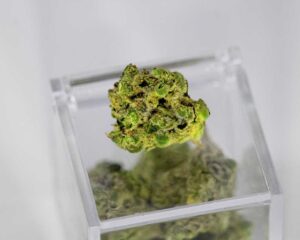 Cannabisblüte in einem transparenten Behälter.