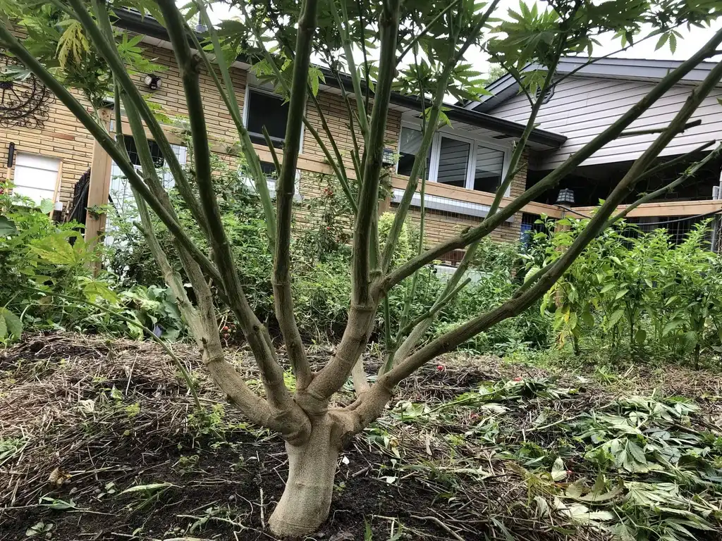 Ein Cannabis-Stamm mit mehreren Hauptästen in einem Garten.