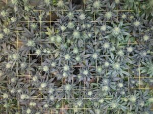 Cannabis-Pflanzen, die in einem Netz wachsen.