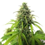 AK Auto Cannabispflanze mit kompakten Buds und automatischer Blüte.