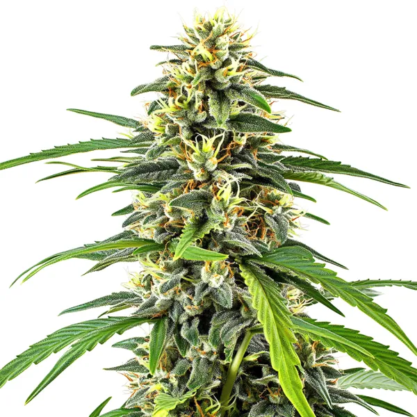 Amnesia Haze cannabis plant with resin-coated buds and bright green leaves.