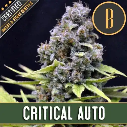 Critical Auto Cannabispflanze mit dichten Blüten und sichtbaren Trichomen.