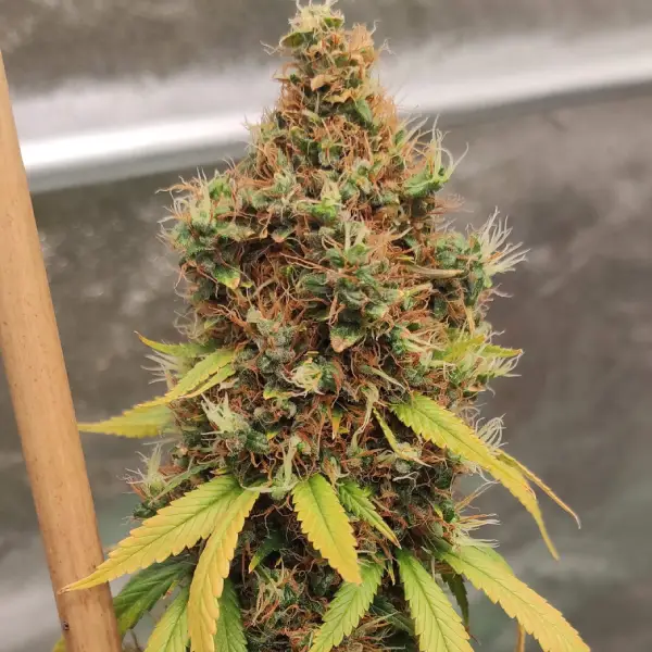 Acapulco Gold Cannabissorte anbaut | Blimburn Seeds