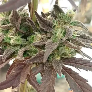 Flores de cannabis con una rica estructura de tricomas.