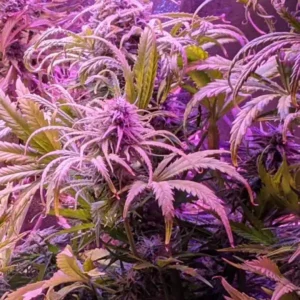 Autoflower White Widow Cannabispflanze im Blühstadium unter LED-Beleuchtung.