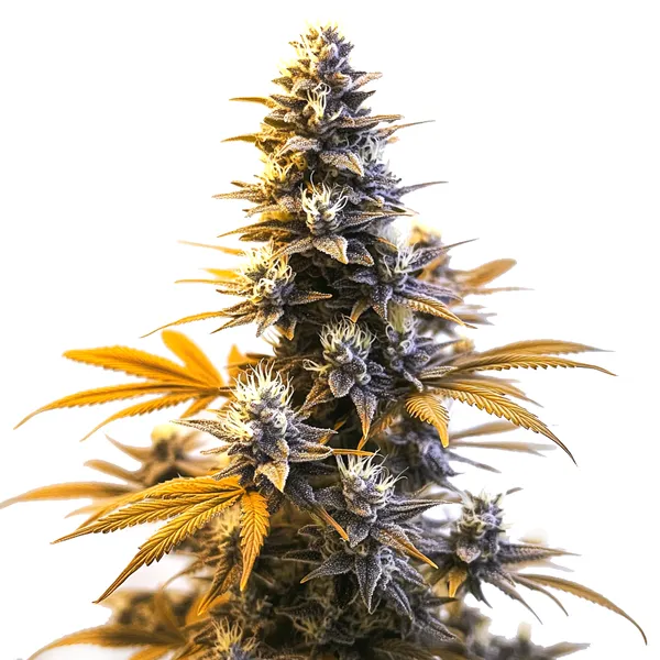 Larry OG cannabis plant with purple hues and resin-coated buds.