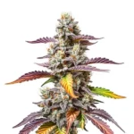 Pink Gorilla Pflanze mit bunten Blättern und stark harzüberzogenen Buds.