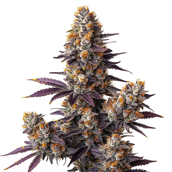 Tropicana Cookies Purple Auto cannabis plant with purple hues and resin-coated buds.