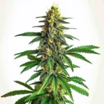 AK 47 Schnellversion Pflanze mit schnellen Blütezeiten und harzigen Buds.