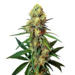 AK 47 Regular Cannabispflanze mit kompakten, harzreichen Blüten und kräftigem Wuchs.