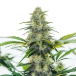 AK x White Widow Auto mit harzigen Buds und kompakter, schnell blühender Struktur.