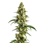 Agent Orange Regular Cannabispflanze mit Zitrusaroma und reichlich Harz.