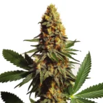 AK x Somango Auto Pflanze mit fruchtigem Aroma und kompakten, harzigen Buds.