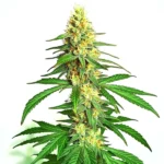 AK59 Auto Cannabispflanze mit kompakten Buds und automatischer Blüteentwicklung.