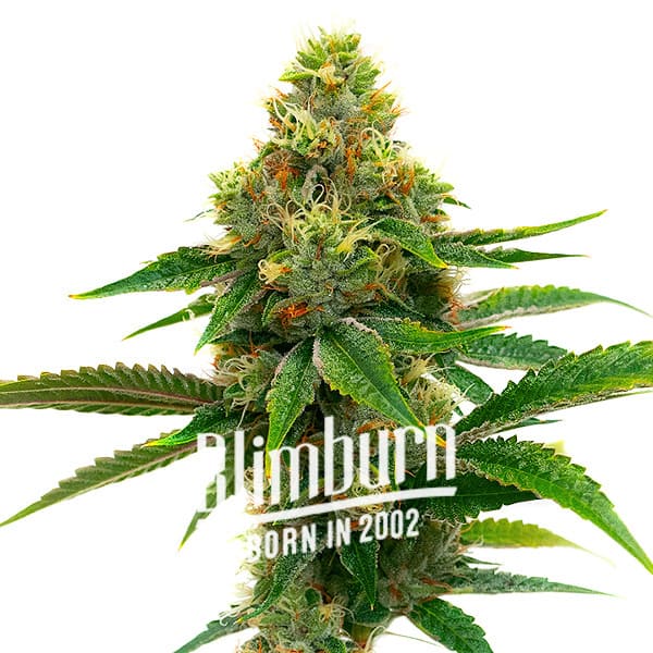 Alaskan x Kush x Brazil: Potenter Hybrid mit intensiven Aromen