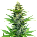 Alien Gorilla Glue Regular mit harzreichen Buds und kräftiger Struktur.