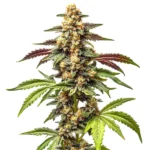 Alien Rock Candy F1 Cannabisblüte mit frostiger Harzschicht und kompaktem, indicadominiertem Wuchs.