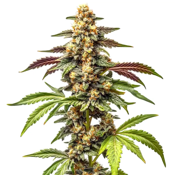 Alien Rock Candy F1 Cannabisblüte mit frostiger Harzschicht und kompaktem, indicadominiertem Wuchs.