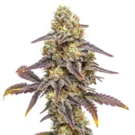 Alien Technology x Do-Si-Dos mit violetten Blättern und harzigen Buds.