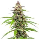 Amnesia Blue Headband Cannabispflanze mit violetten Tönen und harzigen Buds.