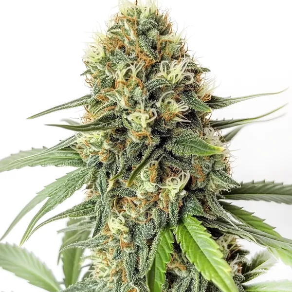 Amnesia F1 Cannabisblüte mit harzreichen Buds und klassischer Sativa-Struktur für intensive Wirkungen.