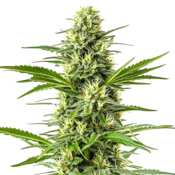 Amnesia Fast Version Cannabispflanze mit harzigen Blüten und dichten Trichomen, ideal für schnellen Anbau.