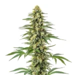Amnesia Kush Cannabispflanze mit harzreichen, aromatischen Blüten und kompaktem Wuchsprofil.