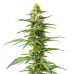 Amnesia Kush Auto Cannabispflanze mit kompakten Buds und harzreichen Blüten für automatischen Anbau.