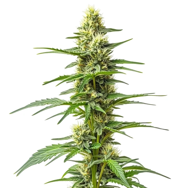 Amnesia Kush Auto Cannabispflanze mit kompakten Buds und harzreichen Blüten für automatischen Anbau.