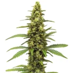 Amnesia Kush Regular Cannabispflanze mit kompakten, harzüberzogenen Buds und kräftigem Wachstum.