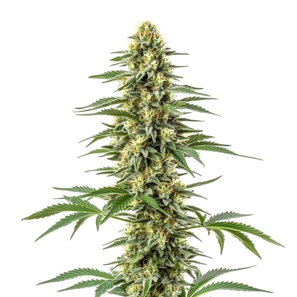Amnesia Kush Cannabispflanze mit harzreichen, aromatischen Blüten und kompaktem Wuchsprofil.