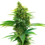 Big Jack Widow Auto mit kräftigem Wuchs, kompakten Buds und automatischer Blüte.